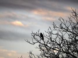 cuervo a puesta de sol silueta en un árbol en otoño foto