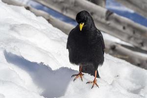 red paw yellow beak croak black bird on white snow raven crow photo