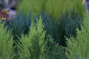 baby pine small green branches photo