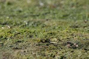 green swamp detail photo