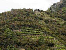 cinque terre wine grapevine sciacchetra wine photo