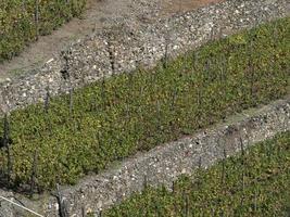 cinque terre wine grapevine sciacchetra wine photo