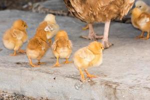 gallina y pollitos melancólicos en una granja foto