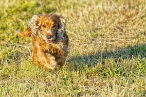 perro joven corriendo sobre la hierba foto