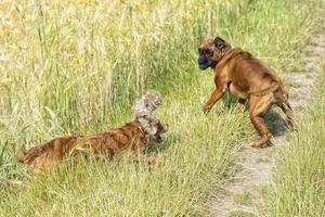 dogs while fighting on the grass photo