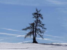 isolated pine tree silhouette on snow in mountains photo