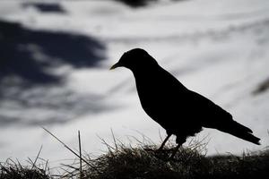 silueta de croar negro pájaro en blanco nieve cuervo cuervo foto