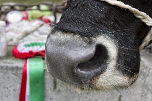Cow nose detail photo