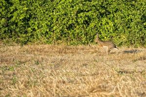 hare jumping on the grass photo