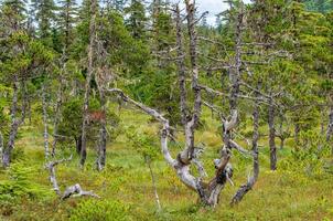 Moss covered forest path in Alaska photo