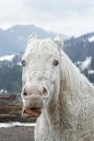 caballo blanco loco foto