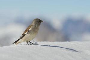 A sparrow on white snow winter time mountain background photo
