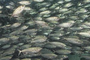 Inside a school of fish underwater photo