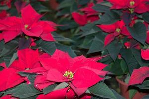 POINSETTIA xmas star plant detail photo