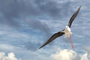 Isolated  black winged stilt while flying photo