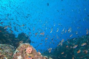 Inside a school of fish underwater photo