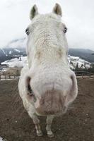 crazy white horse photo