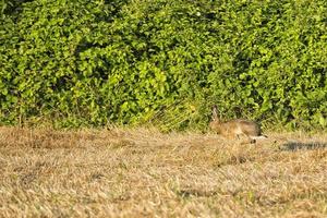 hare jumping on the grass photo