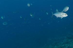 Inside a school of fish underwater photo