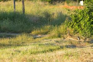 hare jumping on the grass photo