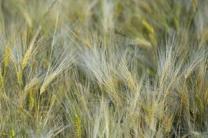 ear of wheat field detail photo