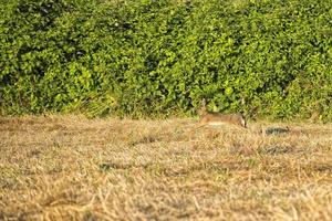 hare jumping on the grass photo