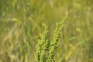 ear of wheat field detail photo