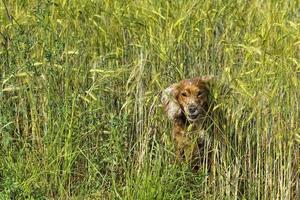 dog running in the weath field photo