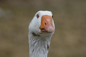 Goose close up portrait photo