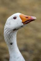 Goose close up portrait photo