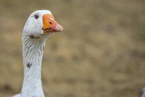 Goose close up portrait photo