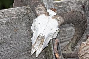 sheep skull on far west wagon photo