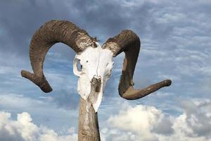 sheep skull on the sky background photo