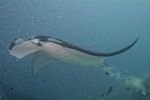 Manta in the blue background photo