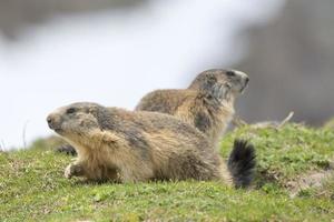 Marmot portrait while looking at you photo