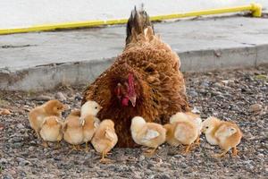 gallina y pollitos melancólicos en una granja foto