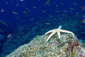 sea stars in a reef colorful underwater landscape photo