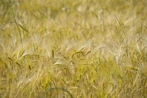 detalle de campo de espiga de trigo foto