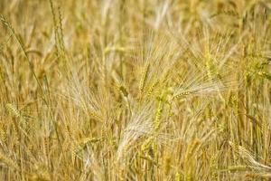 ear of wheat field detail photo