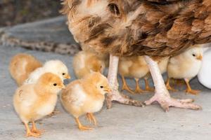 brooding hen and chicks in a farm photo