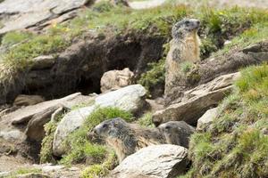 Marmot portrait while looking at you photo