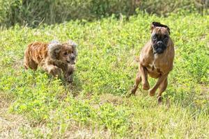 dogs while fighting on the grass photo