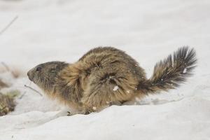 Isolated Marmot while running on the snow photo