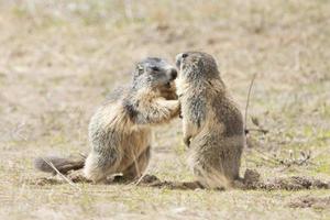 Two Marmots while playing photo