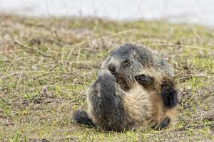 dos marmotas mientras luchan foto