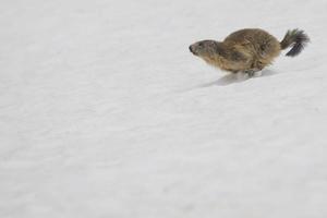 Isolated Marmot while running on the snow photo