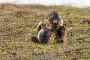 marmota mientras lucha en la hierba foto