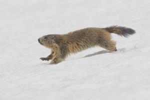 Isolated Marmot while running on the snow photo