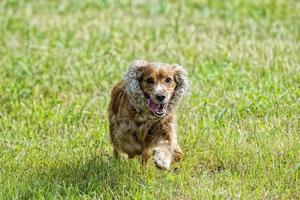 happy puppy dog running to you photo