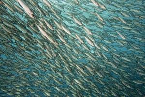 dentro de un banco de peces bajo el agua. foto